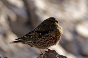 58 Piacevole visita ravvicinata di un bel sordone alpino ('prunella collaris')